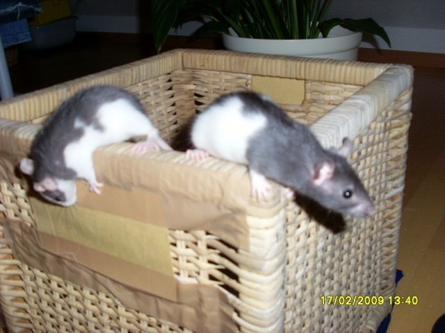 2 süße Rattenbabys zu verschenken - Ratten - Emmendingen