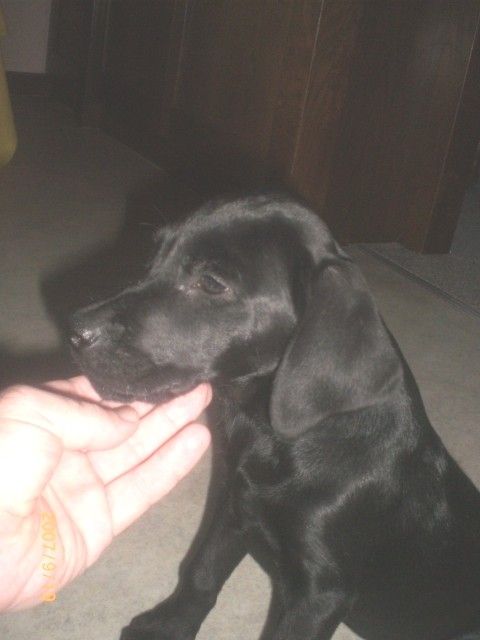 BEZAUBERNDE LABRADOR WELPEN ABZUGEBEN | tieranzeigen.net