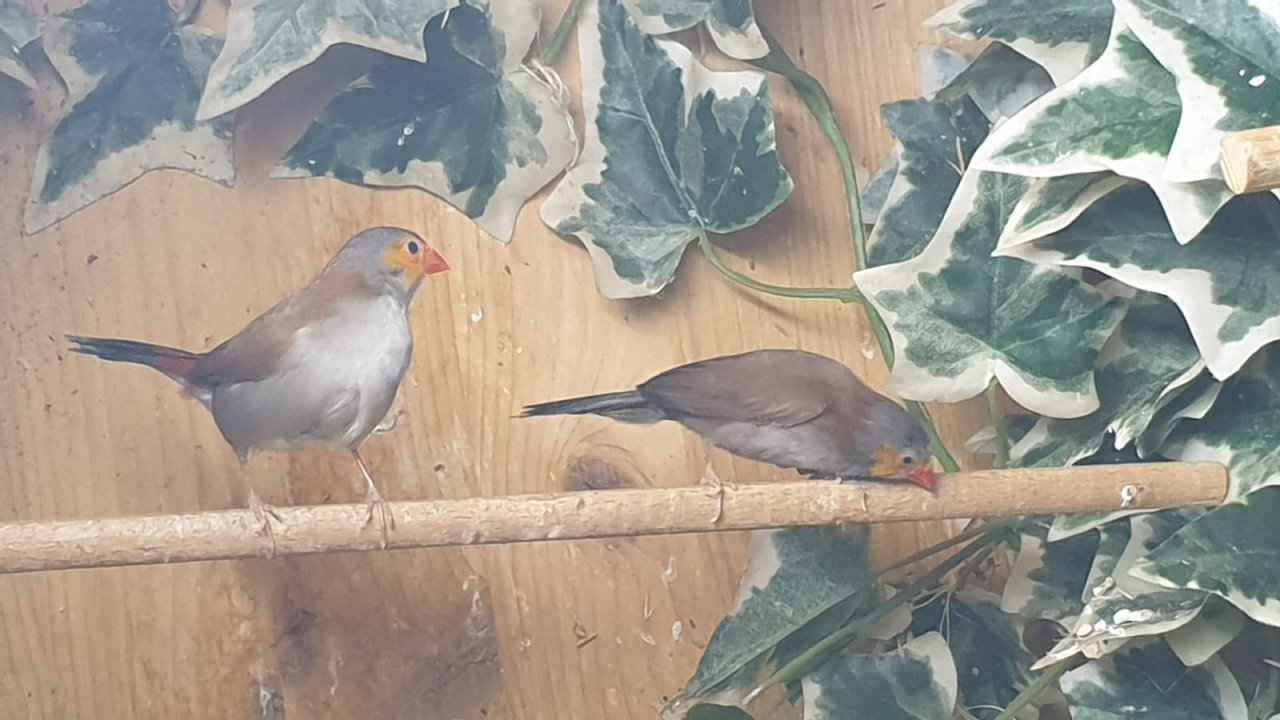 Orangebäckchen  Pärchen - Voegel - Duisburg