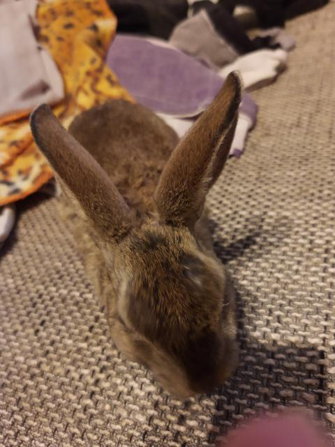 Kaninchenbabys - Hasen Kaninchen - Kiel