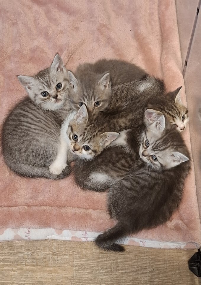 BKH Kitten, British Kurzhaar Katze - Katzen - Großheide Westermoordorf