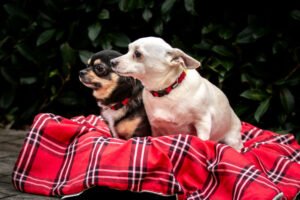 FÜRI und DOBBY CHI möchten zusammen bleiben Chihuahua - Mix - siehe Beschreibung - Hunde - Lauf an der Pegnitz