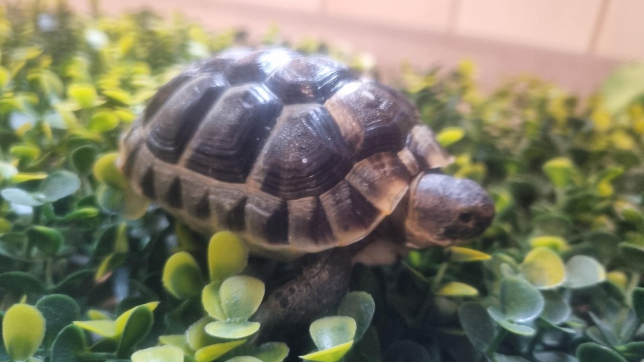 Maurische Landschildkröte - Tierboersen - Eggersdorf