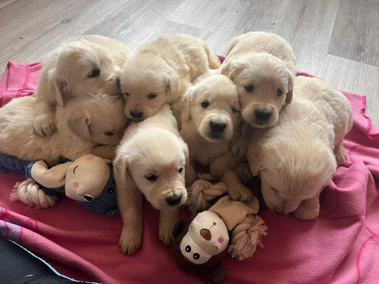 Golden Retriever Welpen - Hunde - Hagenow