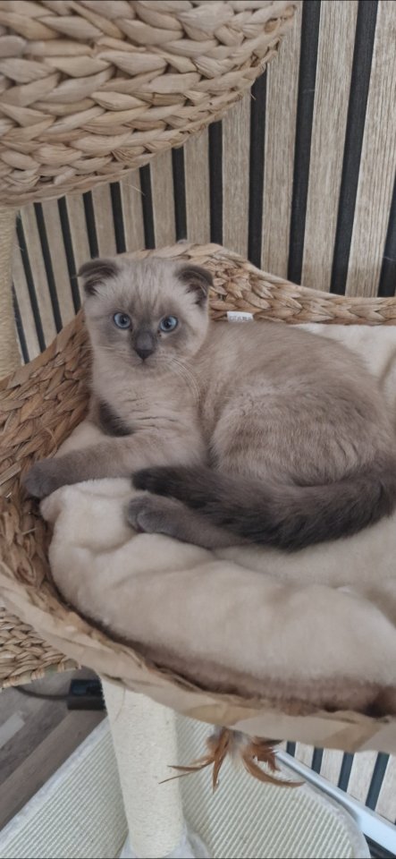 Bkh Babykatze kitten - Katzen - Gelsenkirchen 