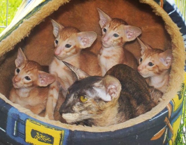 Oriental Babies mit Stammbaum - Katzen - Wien