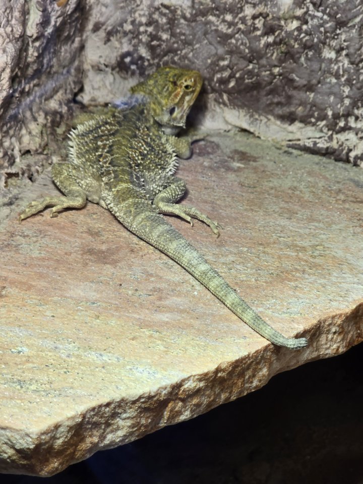 Männliche Bartagame - Reptilien - Stade