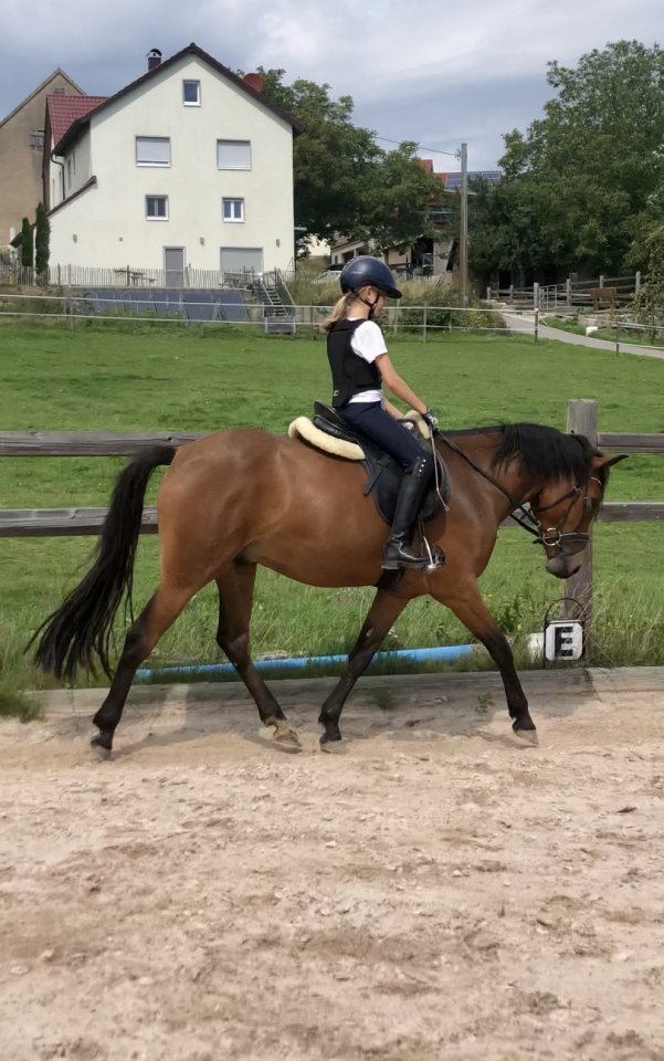 Reitpony Mix Wallach, 3 jährig, 1,45 m, Freizeit, Western, Dressur - Pferde - Möckmühl 