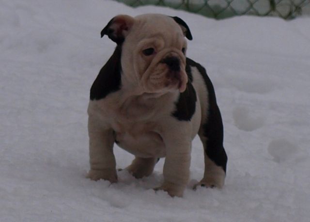 Ganz Besondere Englische Bulldoggen - Hunde - cottbus