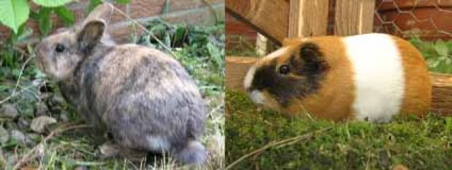 Löwenkopf und Meersau in liebevolle Hände anzugeben - Hasen Kaninchen - Köln