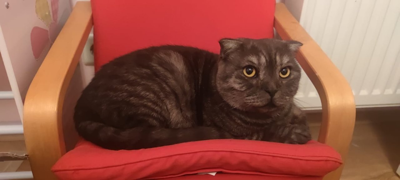 Leider 2 Kater abzugeben - Katzen - Bad Staffelstein