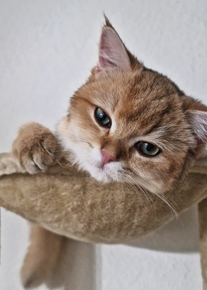 Deckkater BKH. Blutgruppe A - Katzen - Nürnberg 
