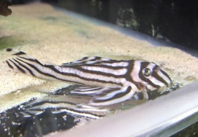 zebra pleco zebra pleco