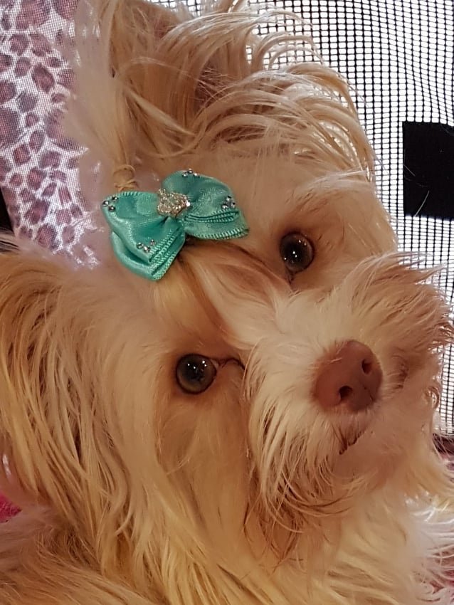 Yorkshire Terrier Deckruede erwachsen - Hunde - Marsberg