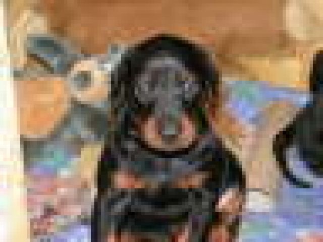 Dobermannwelpe - Hunde - Recklinghausen