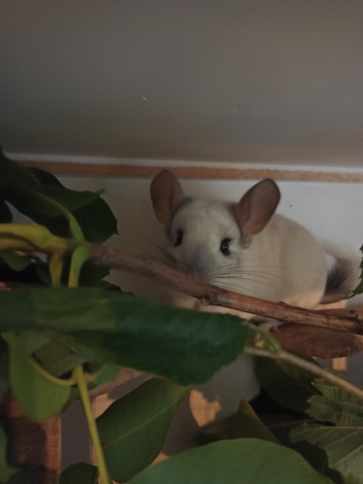 Aktive Chinchilla Oma sucht neues Zuhause - Nagetiere - Frankfurt am Main