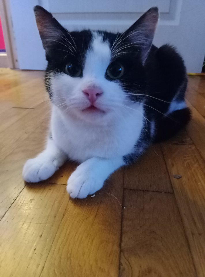 Europäisch Kurzhaar Katze 1 Jahr alt - Katzen - Weil am Rhein