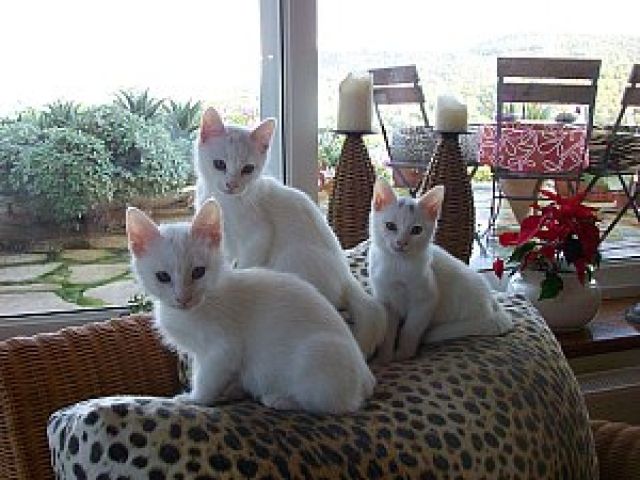 Neue katze kennenlernen