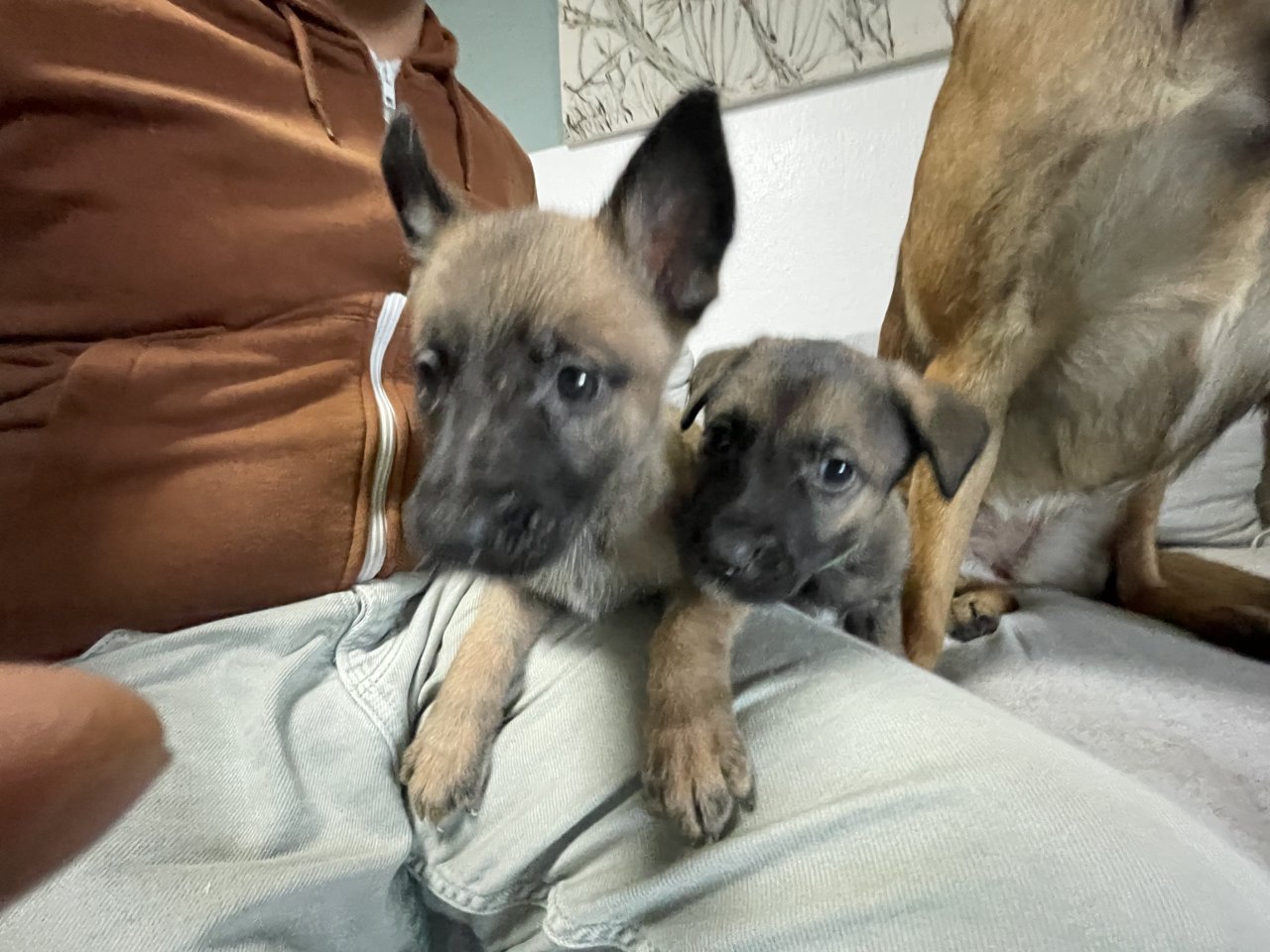 11 Süße Malinois Welpen suchen ein neues Zuhause - Hunde - Remscheid