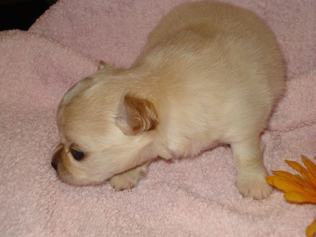 Chihuahuwelpen ab September - Hunde - Wismar