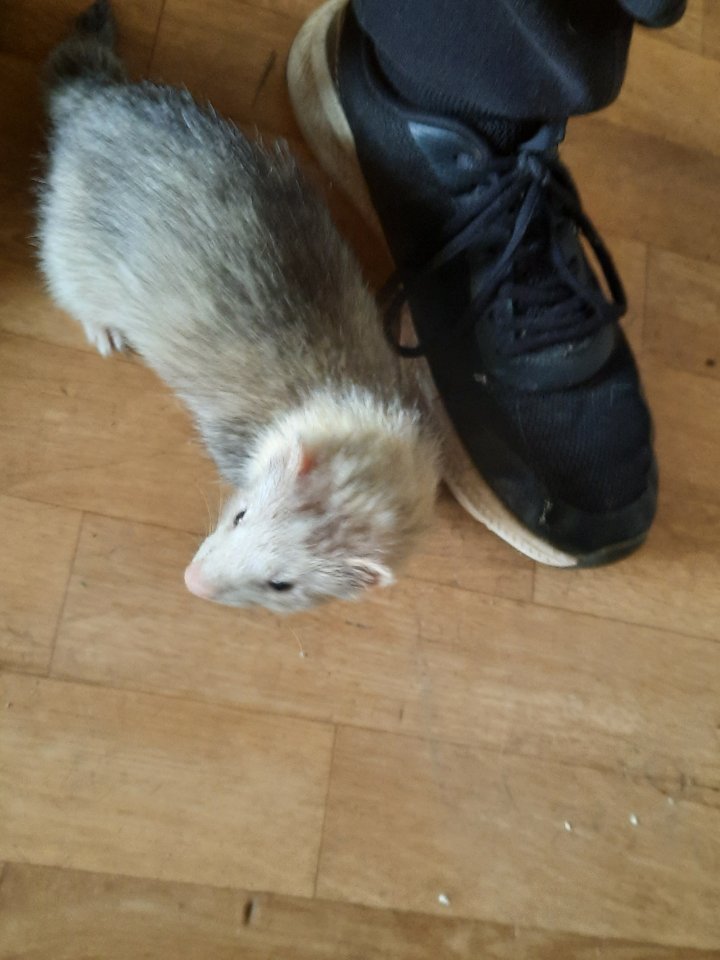 2 Frettchen Weibchen nur zusammen - Nagetiere - Calau