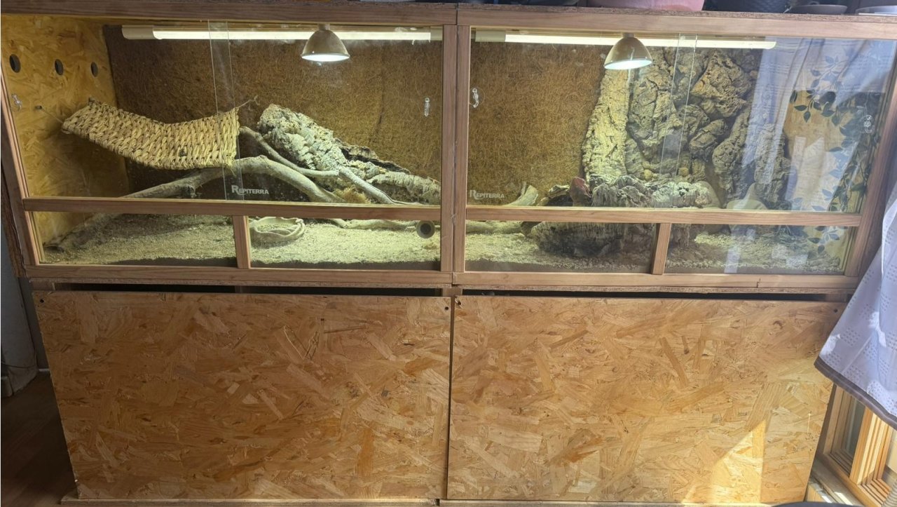 Farbbartagame paar mit terrarium abzugeben - Reptilien - Halle (Saale) (Südliche Neustadt