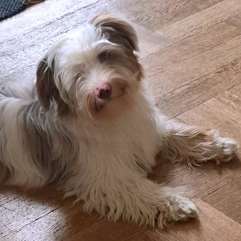 EDDI - männlich  6 Monate  27 cm  5.4 kg  Yorkshire Terrier-Shi Tzu-Mix - Hunde - Lauf an der Pegnitz