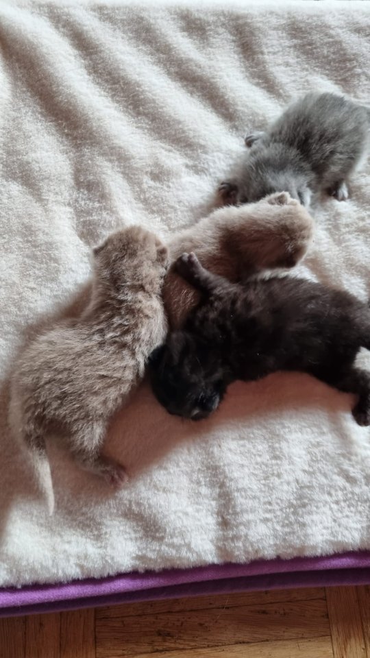 BKH Scotiish Ford Kitten - Katzen - Bad Königshofen 