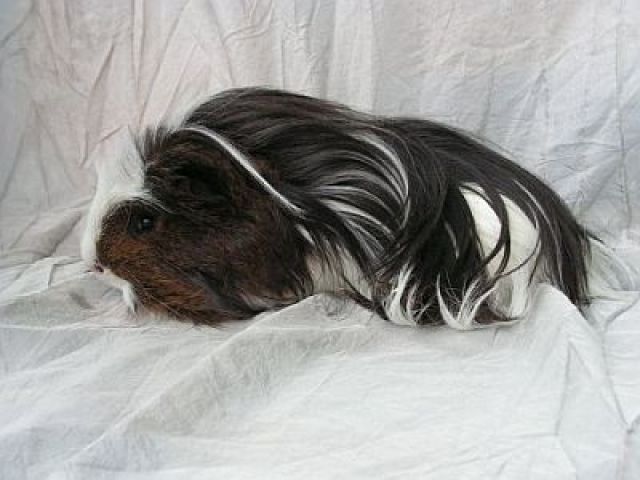 1,1 Corone und 1,1 Peruaner in goldagouti-weiß sowie Liebhaberschweinchen - Meerschweinchen - Hangen-Weisheim