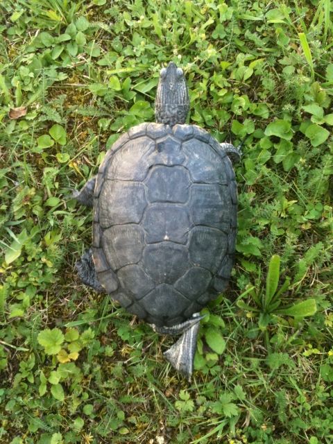 Wasserschildkröten abzugeben - Reptilien - Ehingen