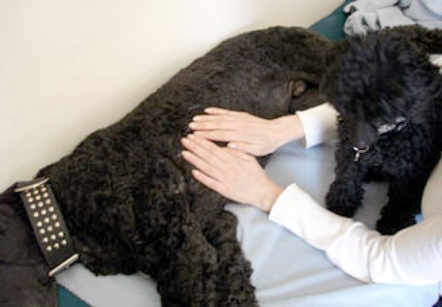Mobile Tierheilerin - Zubehoer Haustiere - 