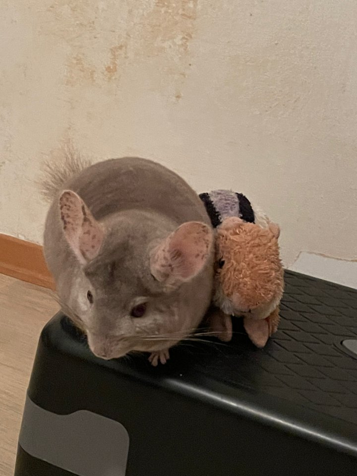 3 Chinchillas zu verschenken mit Gehege - Nagetiere - Augsburg 