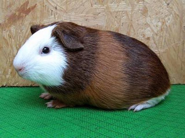 Cuys,Cuy,Cuyes,Meerschweinchen abzugeben - Meerschweinchen - Geyer