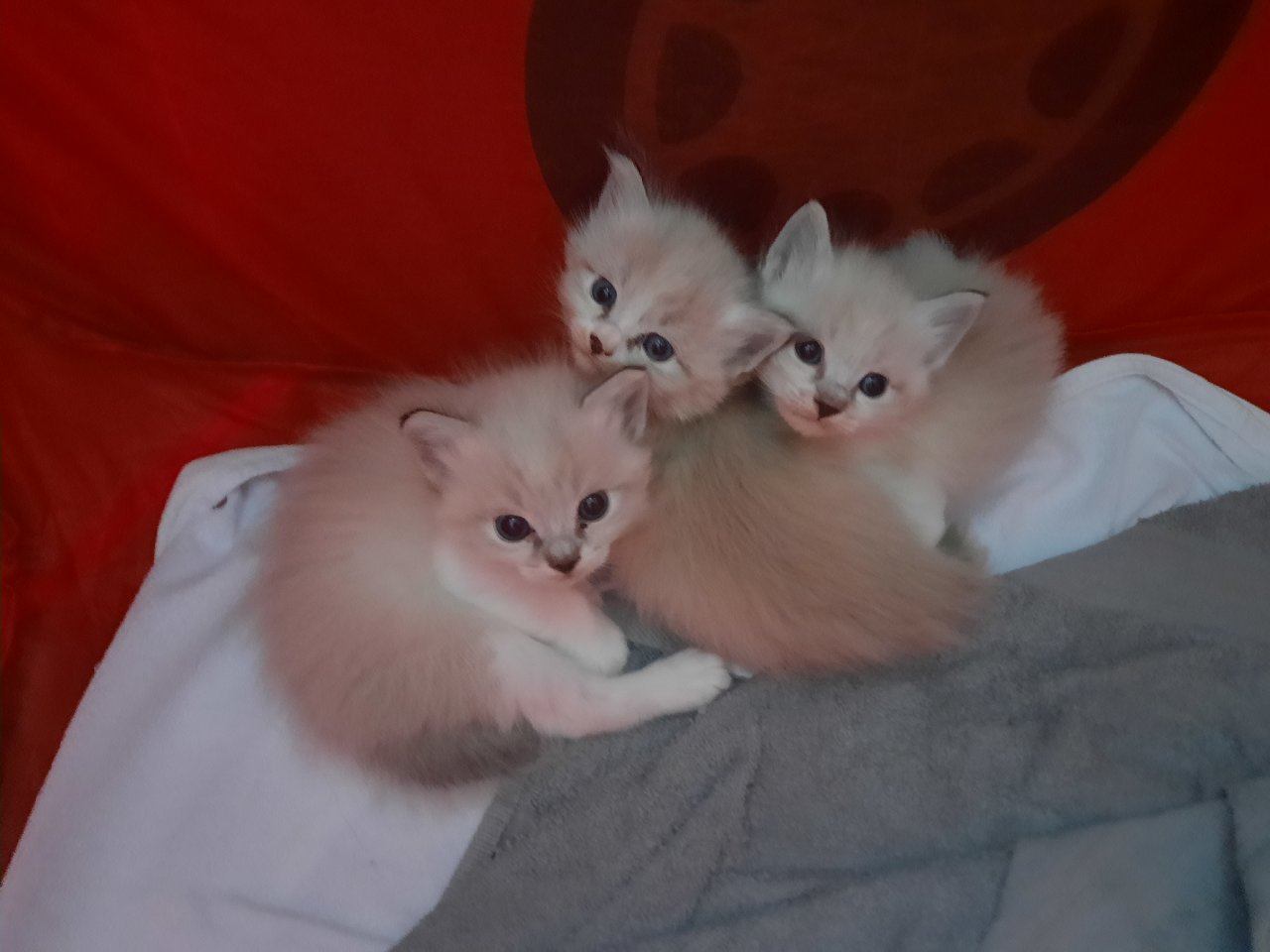 Süße Ragdoll Kitten suchen ein neues Zuhause - Katzen - Köln