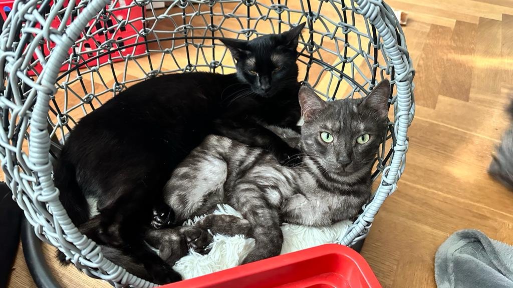 Zwei hauskatzen bengal - Katzen - Oberasbach