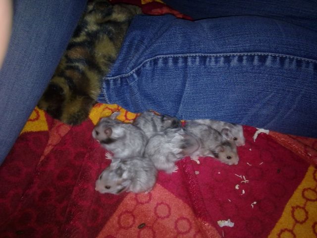 Teddyhamster  - Hamster - Fahrenbach