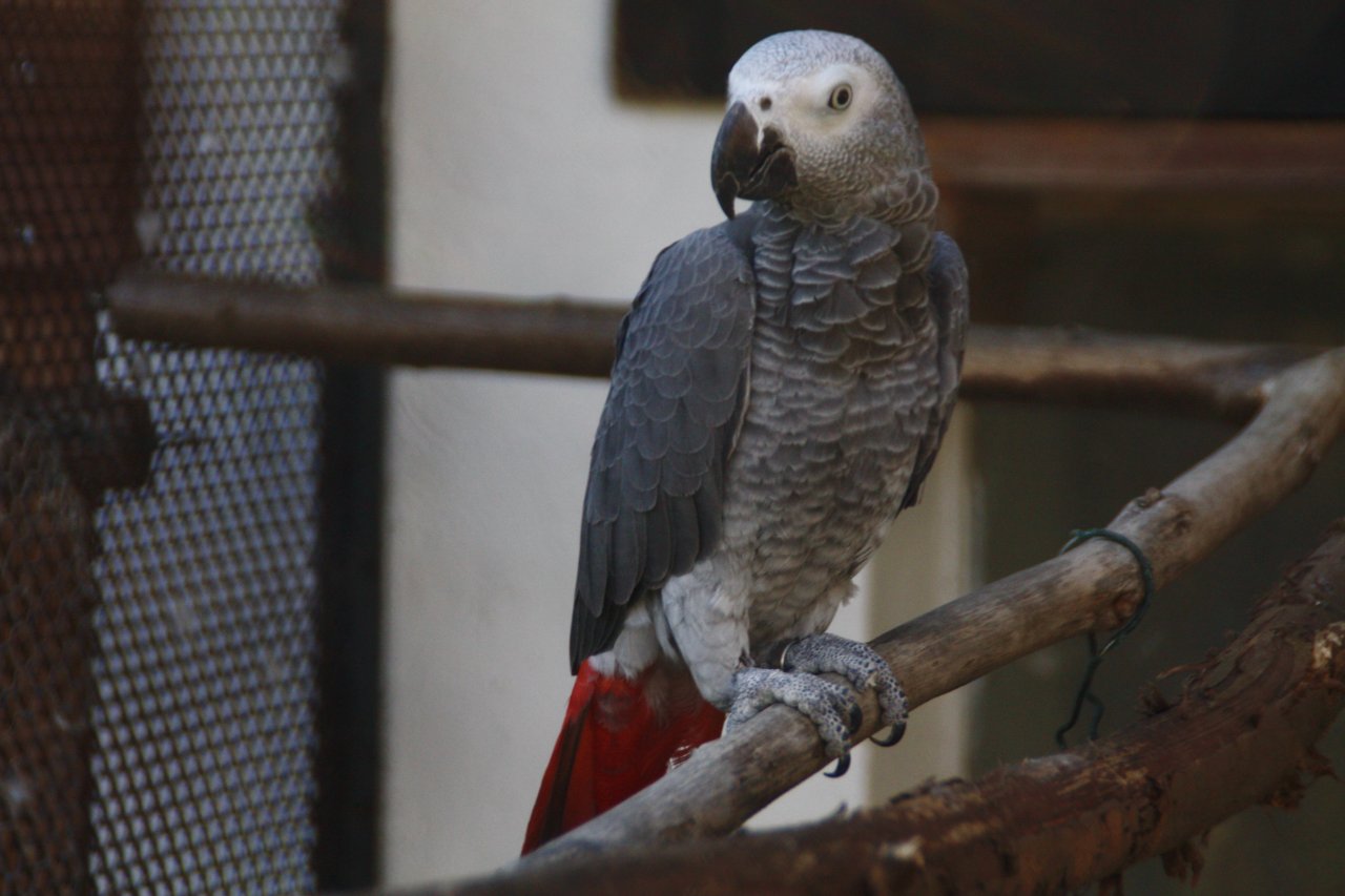 2 junge und kräftige Kongo Graupapageien (Hahn und Henne) abzugeben - Voegel - Koserow