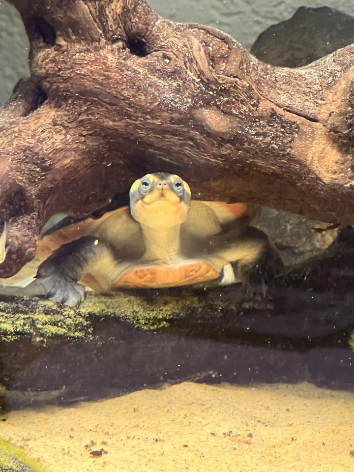 Wasserschildkröte Emydura subglobosa - Reptilien - Weiswampach