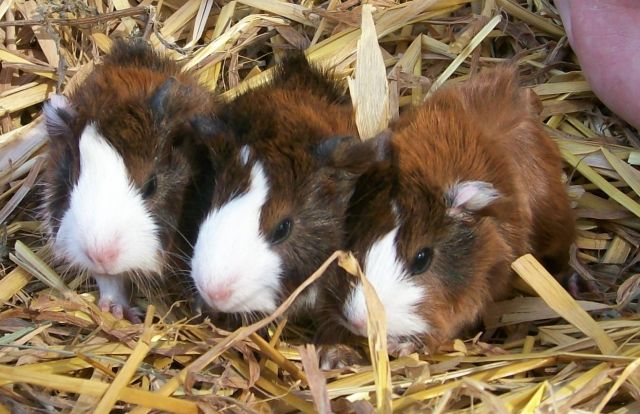 Junge Meerschweinchen! - Meerschweinchen - Schauenburg