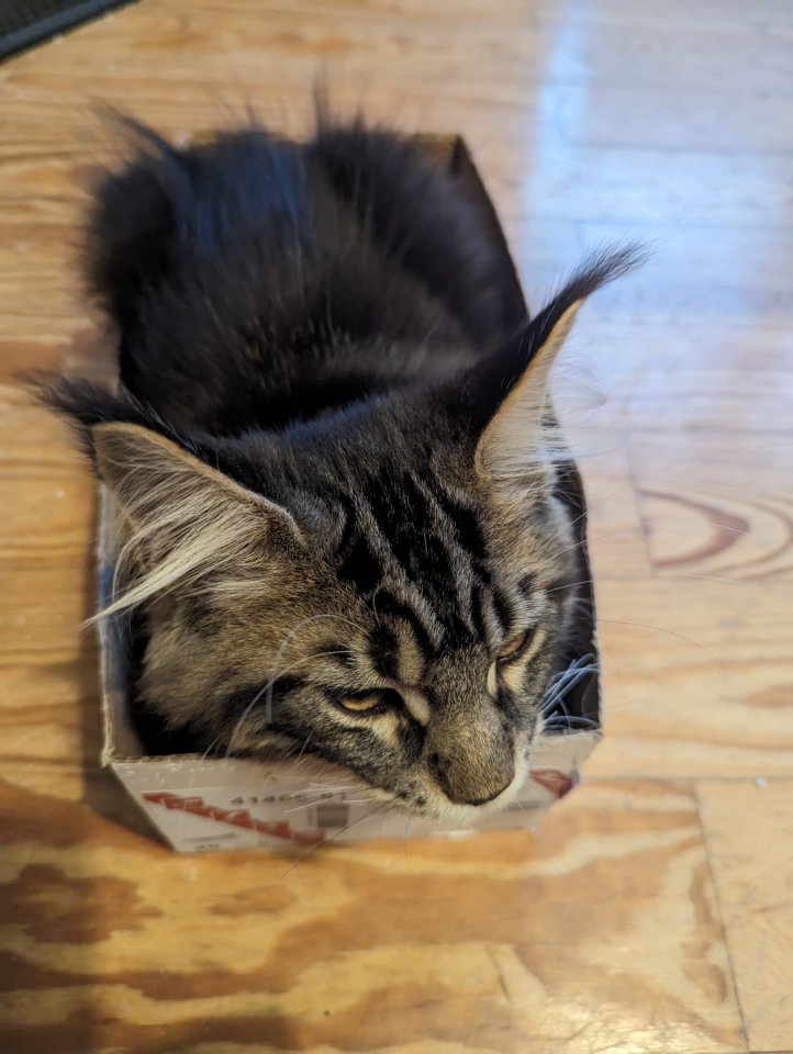 Maine Coon Kitten, sofort abgabereit - Katzen - Edingen-Neckarhausen