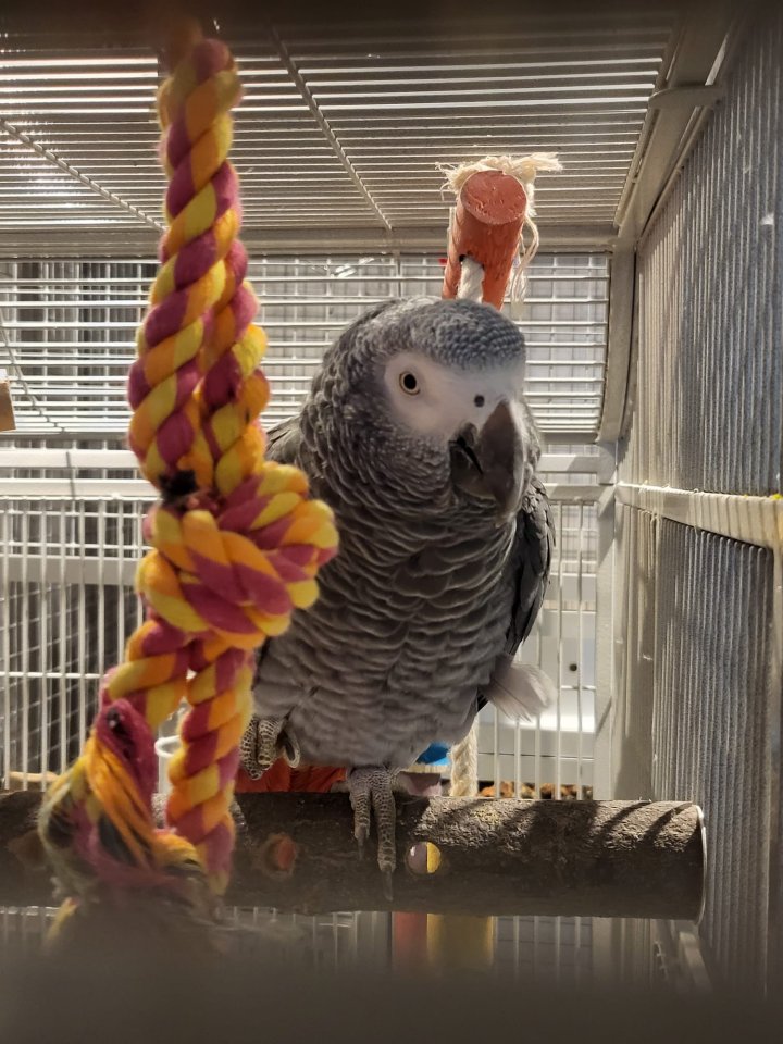 Graupapagei 1,0  geb. 2012 - Voegel - Dannstadt