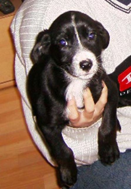 Hunde-Mischlingswelpe abzugeben - Haustiere - chemnitz