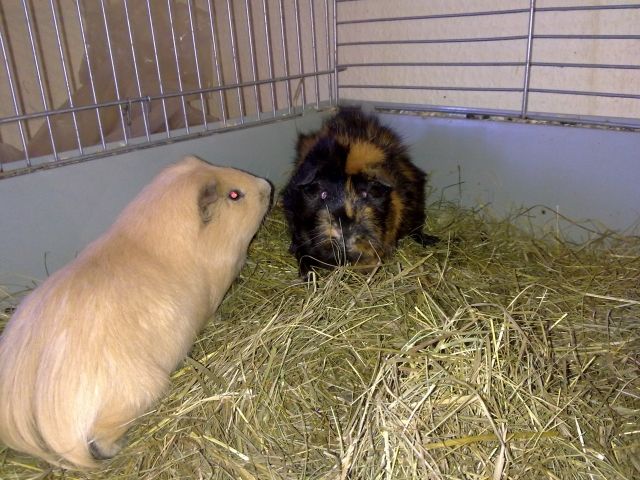 Zwergkaninchen und Meerschweinchen - Nagetiere Allgemein - Habichtswald