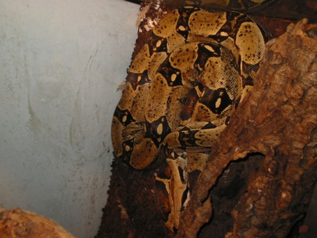 Boa c.c zu verkaufen!!! - Reptilien - Hürth