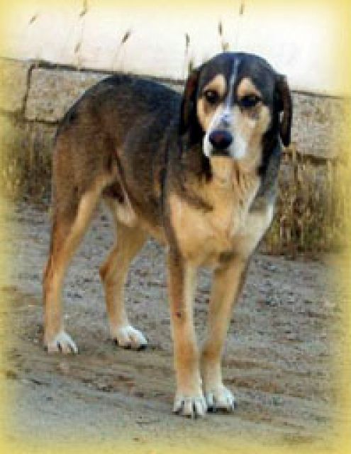 Zuhause für den einsamen Toby gesucht - Tiere In Not - Gerhausen