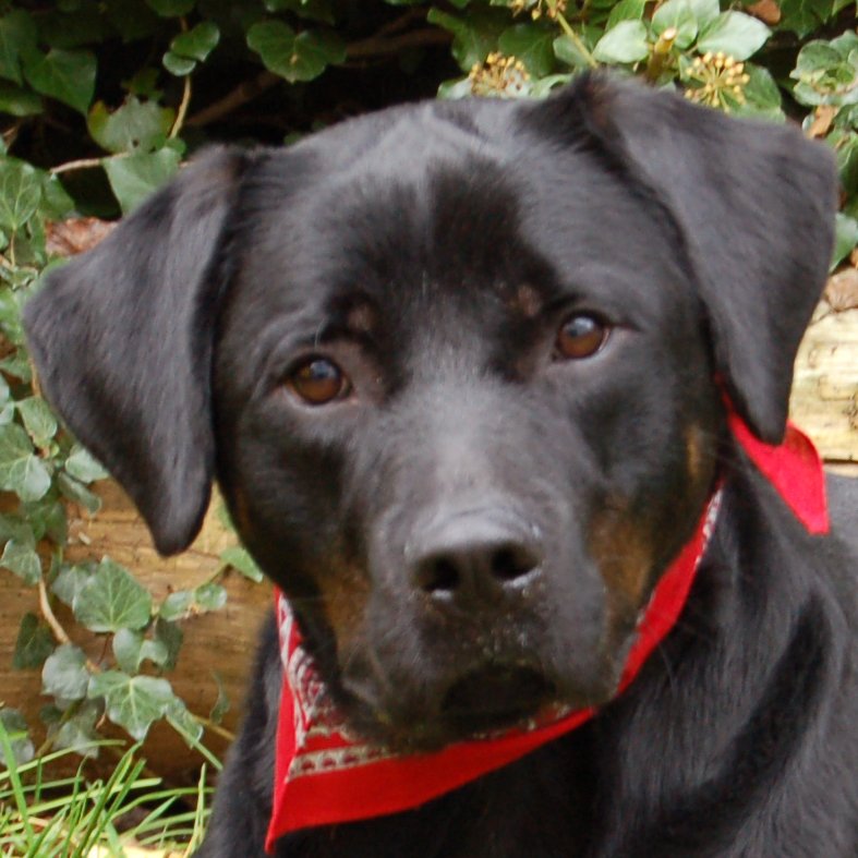 CHOPPER - männlich  2 Jahre  59 cm  36 kg  Boxer-Labrador-Mix  Gechipt  Kastrier - Hunde - Lauf an der Pegnitz