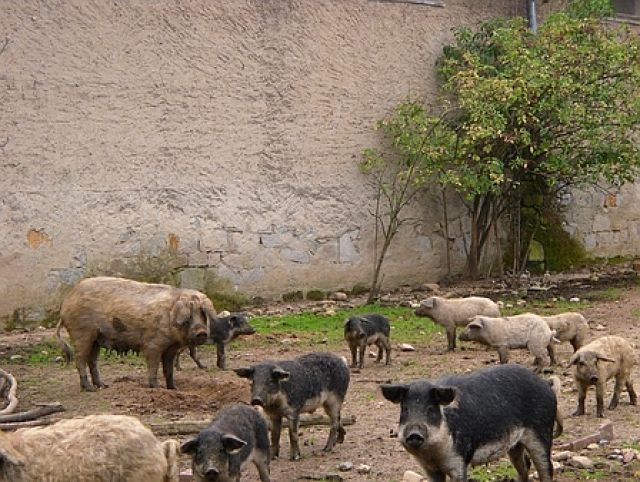Mangalitza Wollschwein - Sonstige Nutztiere - Hochkirch
