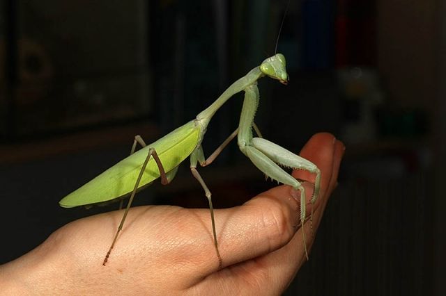 Gottesanbeterinnen (Hierodula, Miomantis)