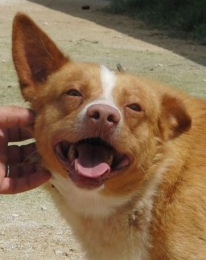 Cotton - ein klasse Hund! - Hunde - Waldkirch