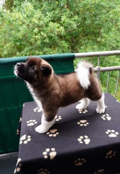 Amerikanische Akita-Welpen - Hunde - Kempten